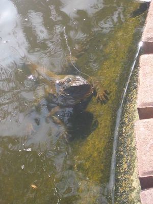 Water lizard at the Botanical Gardens, Brisbane
