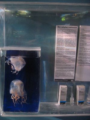 Box Jellyfish at the Sydney Aquarium
