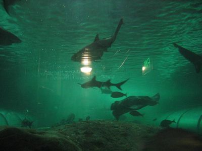 Sharks and rays at Sydney Aquarium
