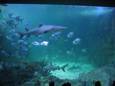 Shark and fish at Sydney Aquarium
