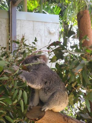 Koala at Taronga Zoo, Sydney
