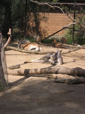 Red Kangaroos at Taronga Zoo, Sydney
