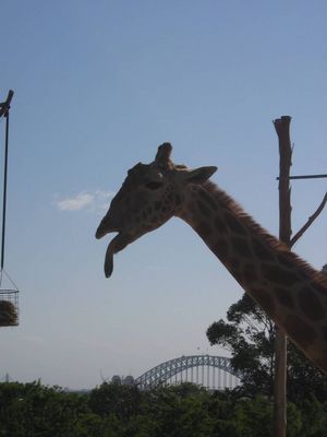 Giraffe at Taronga Zoo, Sydney
Possibly not the smartest animal there
