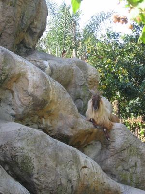 Goat at Taronga Zoo, Syndey
