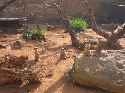 Meerkats at Taronga Zoo, Sydney
