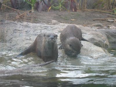 Asian Otters, Taronga Zoo

