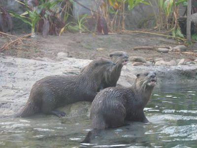 Asian Otters, Taronga Zoo
