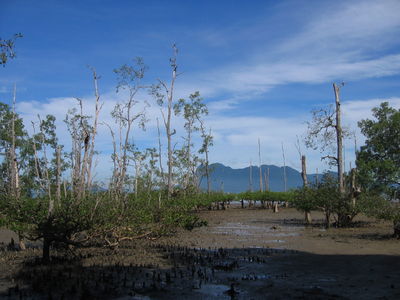 Mangroves, Bako National Park, Sarawak
