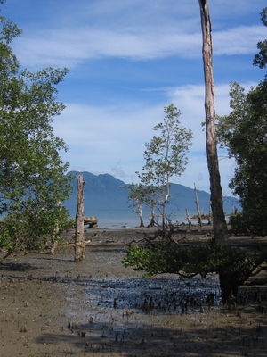 Mangroves, Bako National Park, Sarawak
