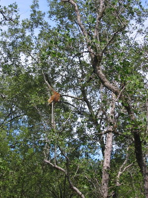 Proboscis Monkey at Bako National Park, Sarawak
