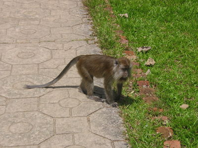 Another monkey
