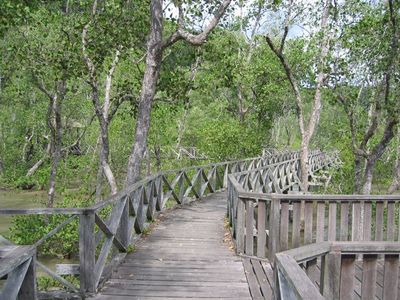 Walkway over the mangroves, Bako
