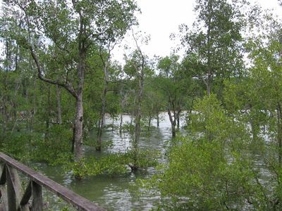 Walkway over the mangroves, Bako
