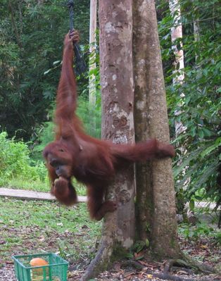 Female Orang Utan at Semengoh Wildlife Rehabilitation Centre
