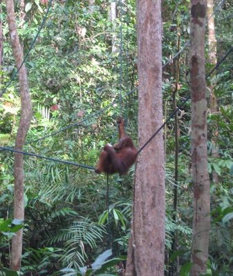 Orang Utan taking it easy
At Semengoh Wildlife Rehabilitation Centre
