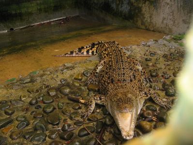 Crocodile at Semengoh
