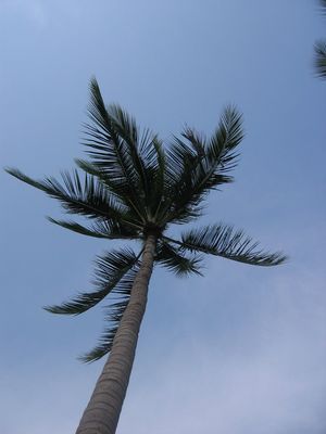 Palm Tree
Nice, isn't it?
