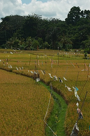 Rice paddies, Ubud. Rice paddies, Ubud.