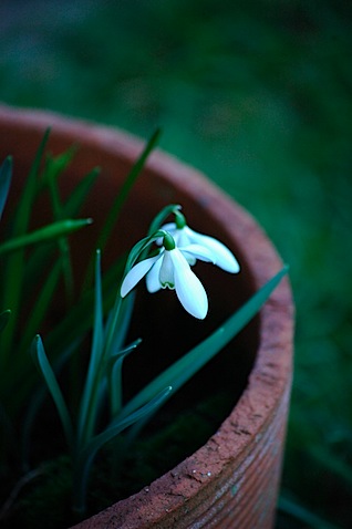 Snowdrop Snowdrop